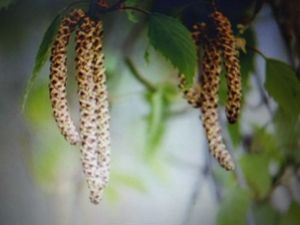 БРЕЗА БЯЛА – Обикновена Бреза (Betula Pendula Roth.)